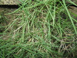 Image of Manila grass