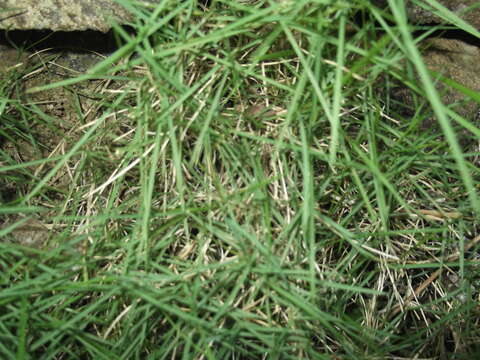 Image of Manila grass