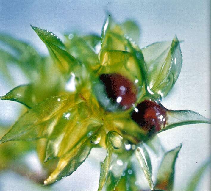 Image of physcomitrella moss