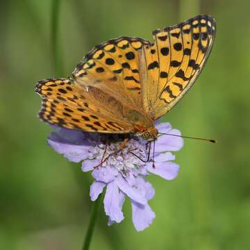 Image of High brown fritillary