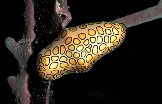 Image of Flamingo tongue snail