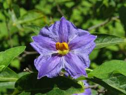 Image of Blue Potato Bush