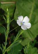 Слика од Linum bienne Miller