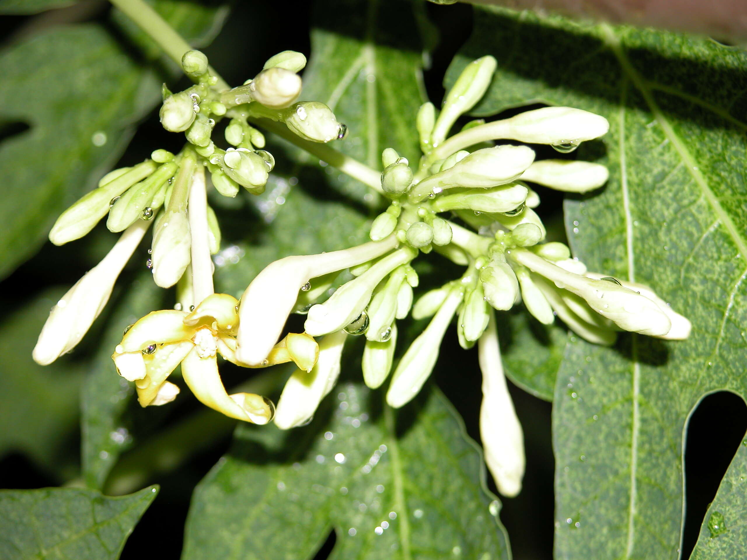 Image of papaya