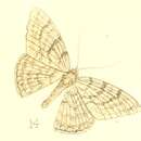 Image of Dorsifulcrum cephalotes Walker 1869