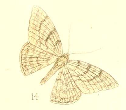 Plancia ëd Dorsifulcrum cephalotes Walker 1869