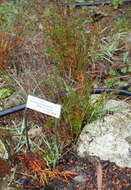 Image of Tetratheca thymifolia Sm.