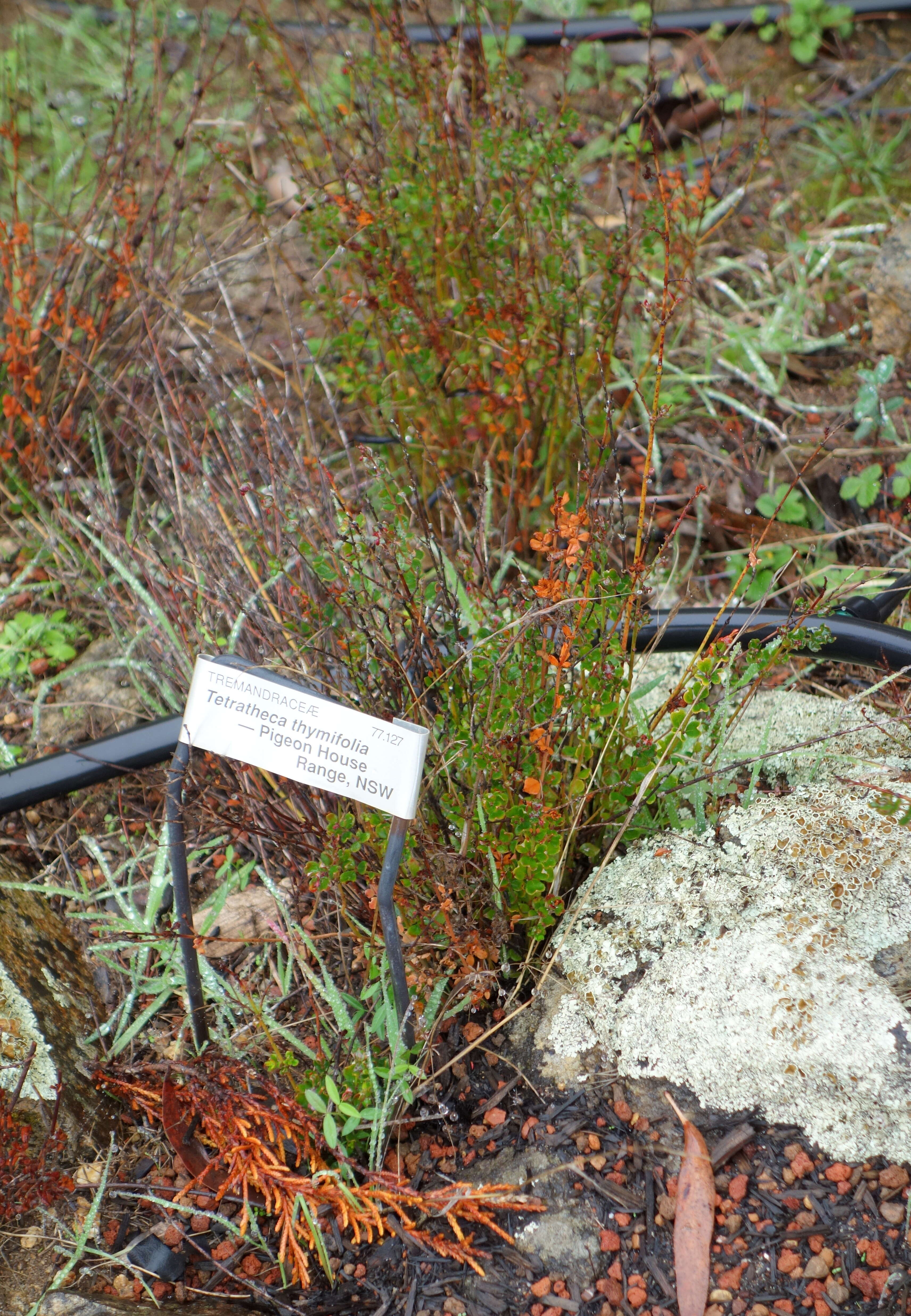 Image of Tetratheca thymifolia Sm.