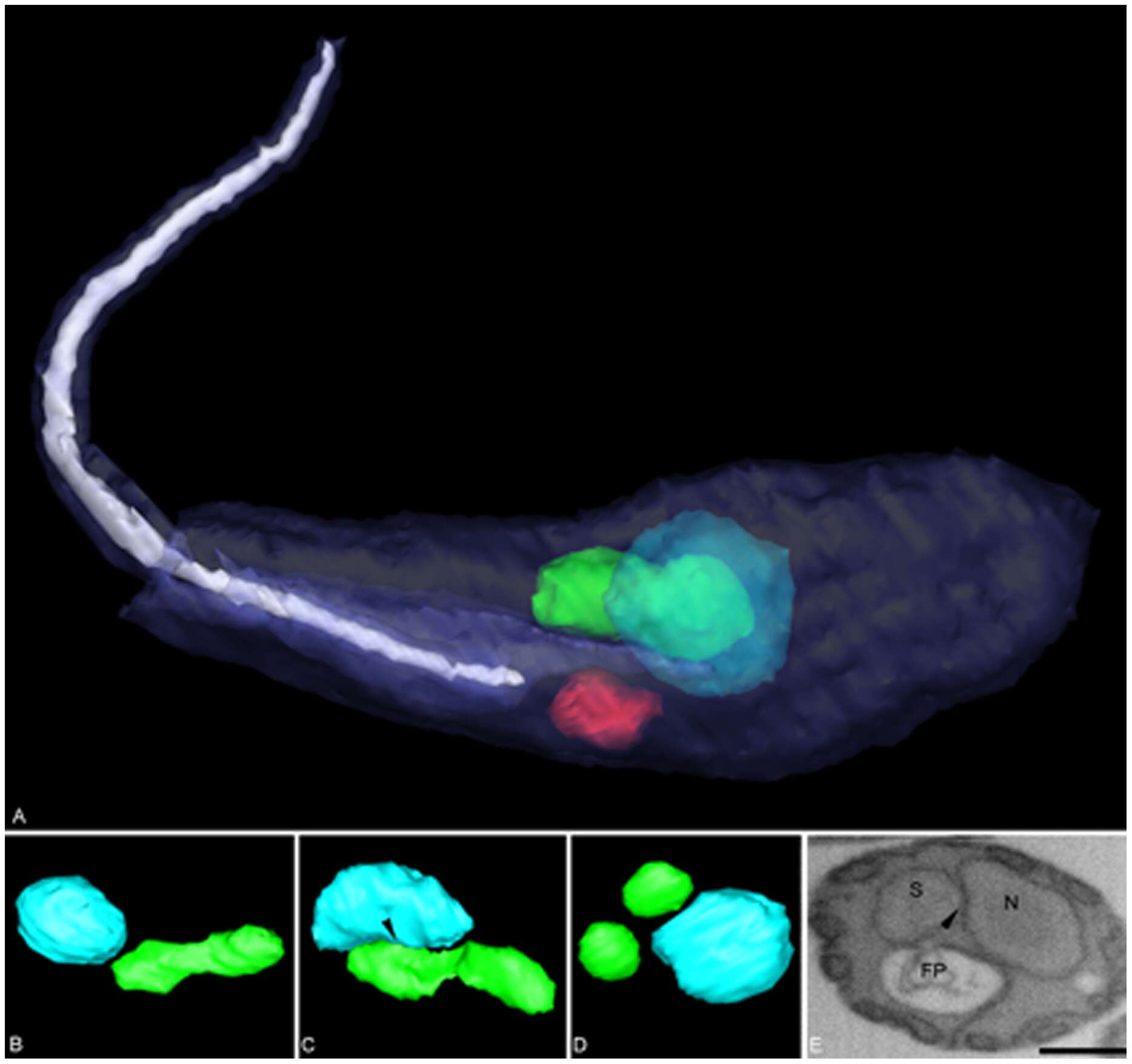 Image of Angomonas deanei