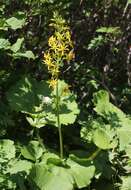 Image of Ligularia fischeri (Ledeb.) Turcz.