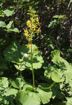 Image of Ligularia fischeri (Ledeb.) Turcz.