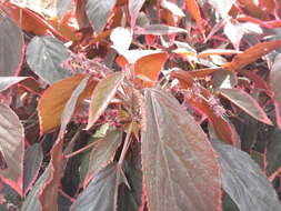 Image de Acalypha wilkesiana Müll. Arg.