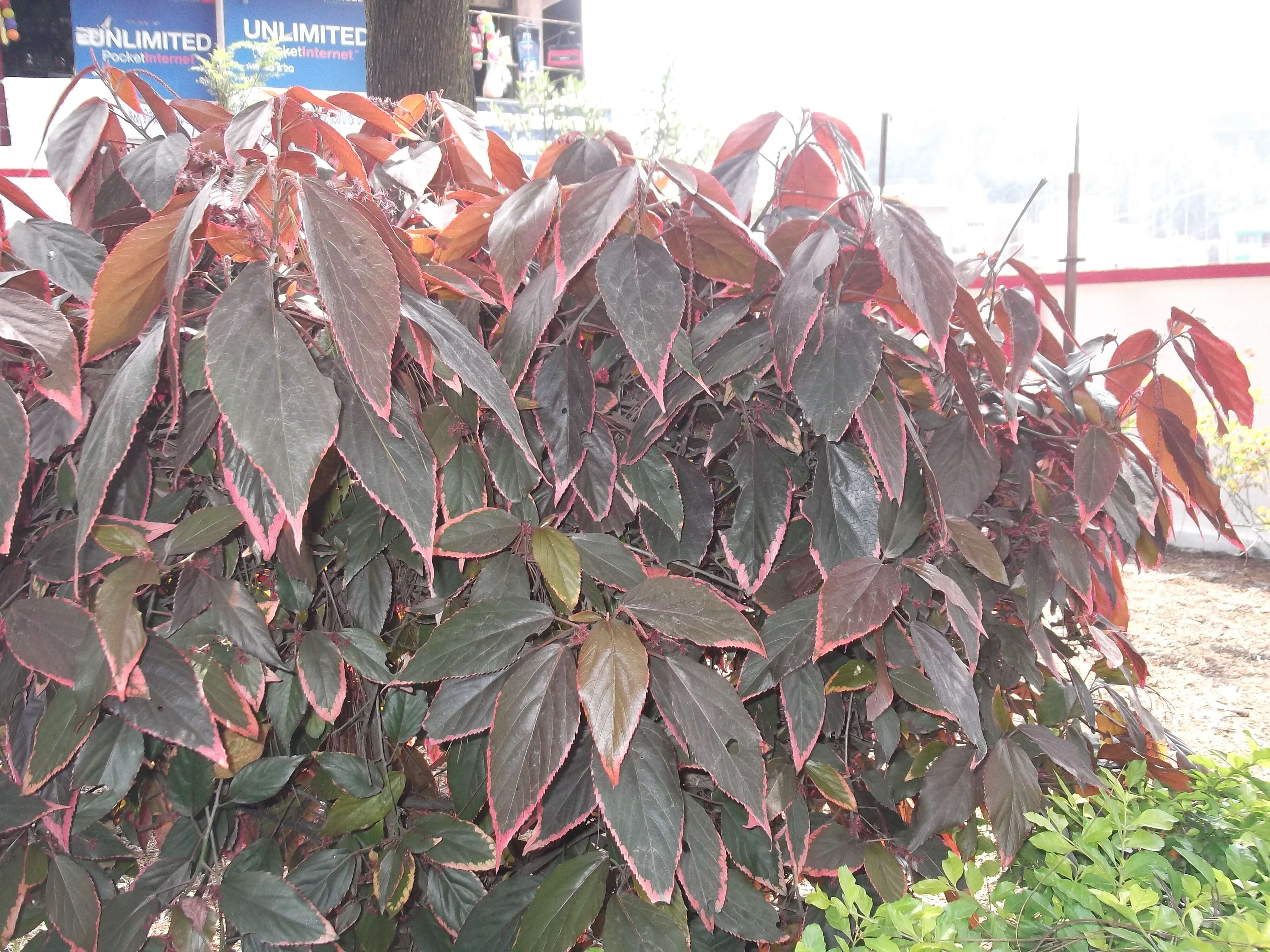 Image de Acalypha wilkesiana Müll. Arg.