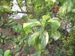 Image de Acalypha wilkesiana Müll. Arg.