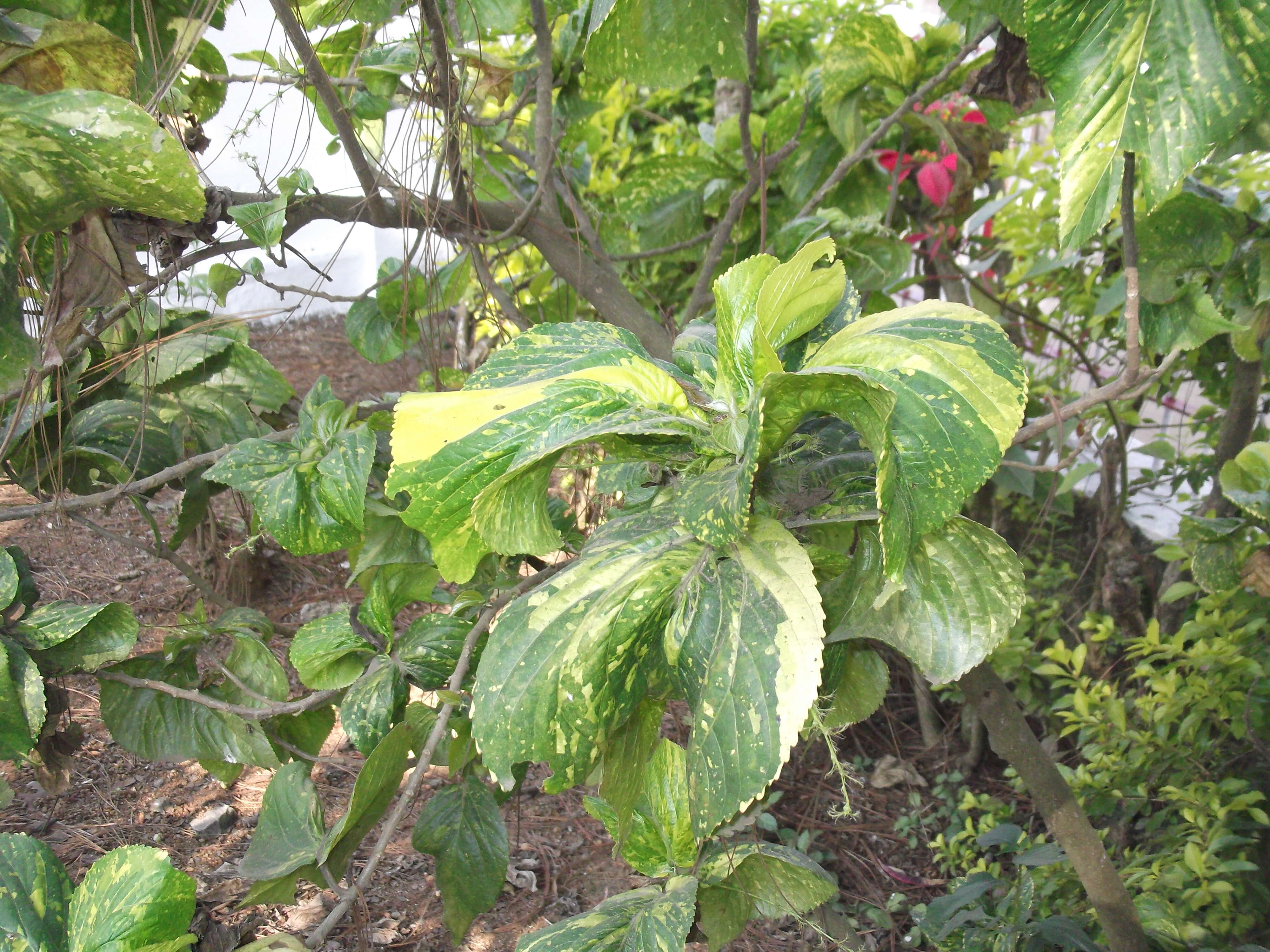 Image de Acalypha wilkesiana Müll. Arg.