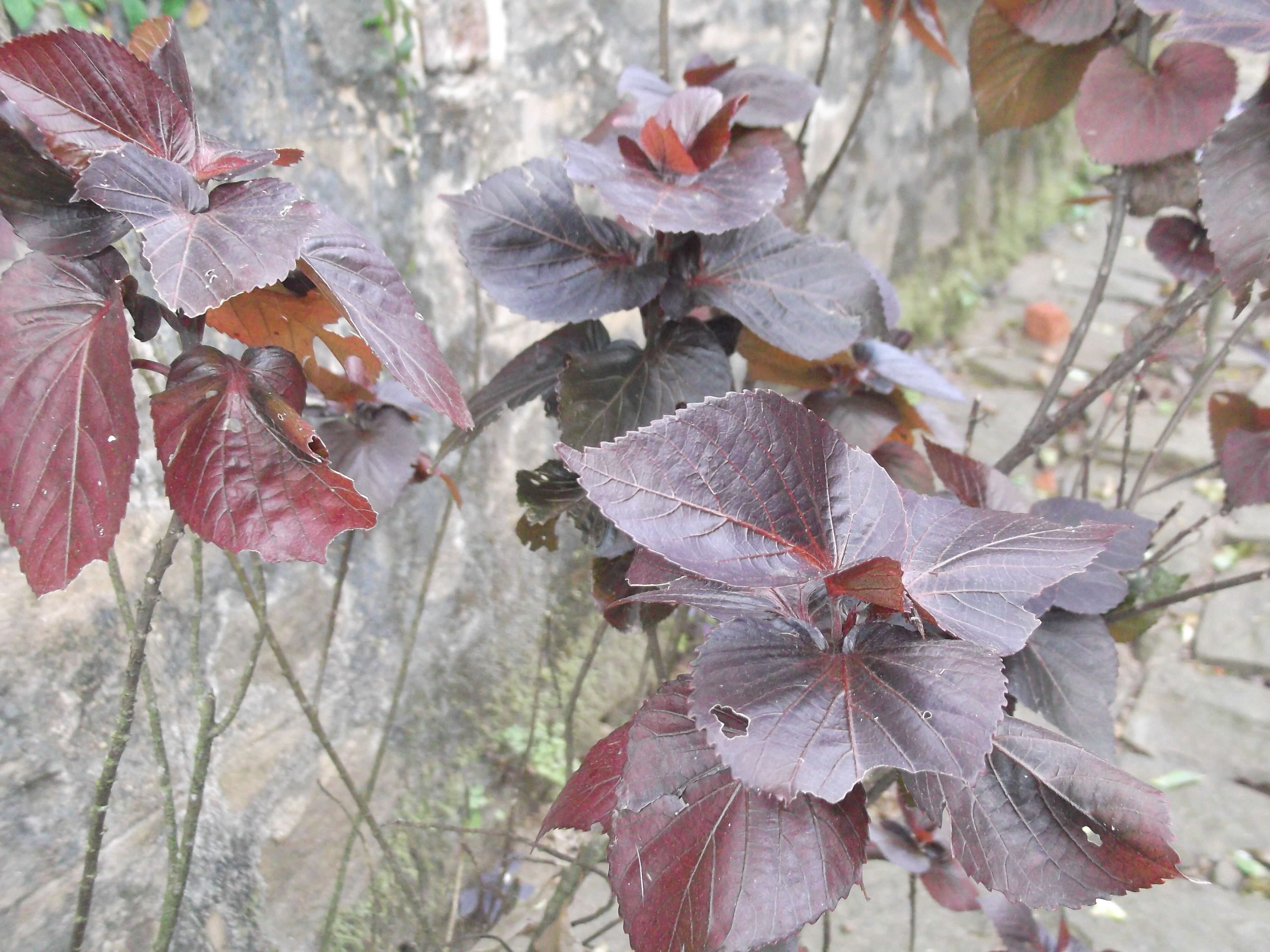 Image de Acalypha wilkesiana Müll. Arg.