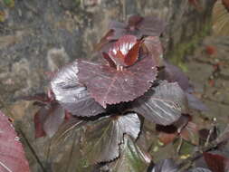 Image de Acalypha wilkesiana Müll. Arg.