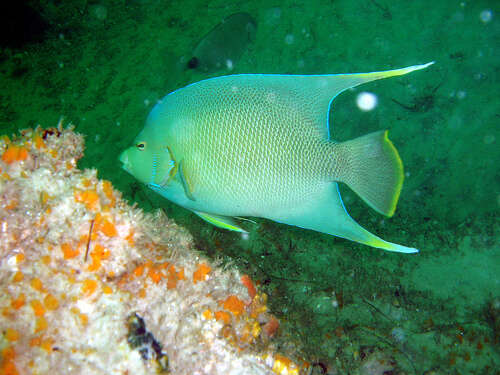 Image of Angelfish