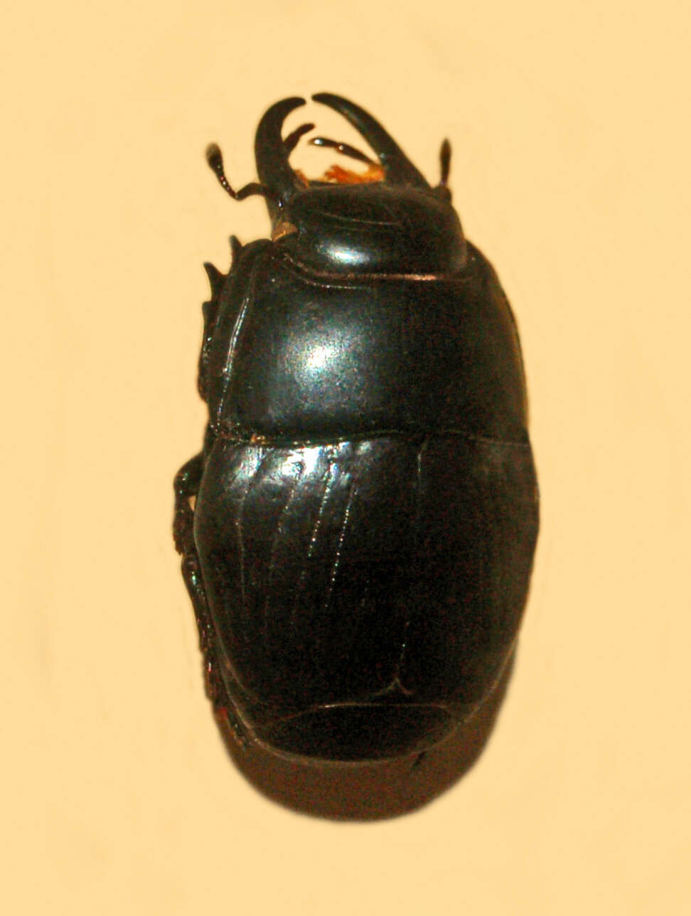 Image of Pactolinus