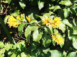 Image of orange jessamine