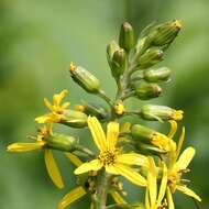 Image of Ligularia fischeri (Ledeb.) Turcz.