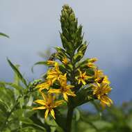 Image of Ligularia fischeri (Ledeb.) Turcz.