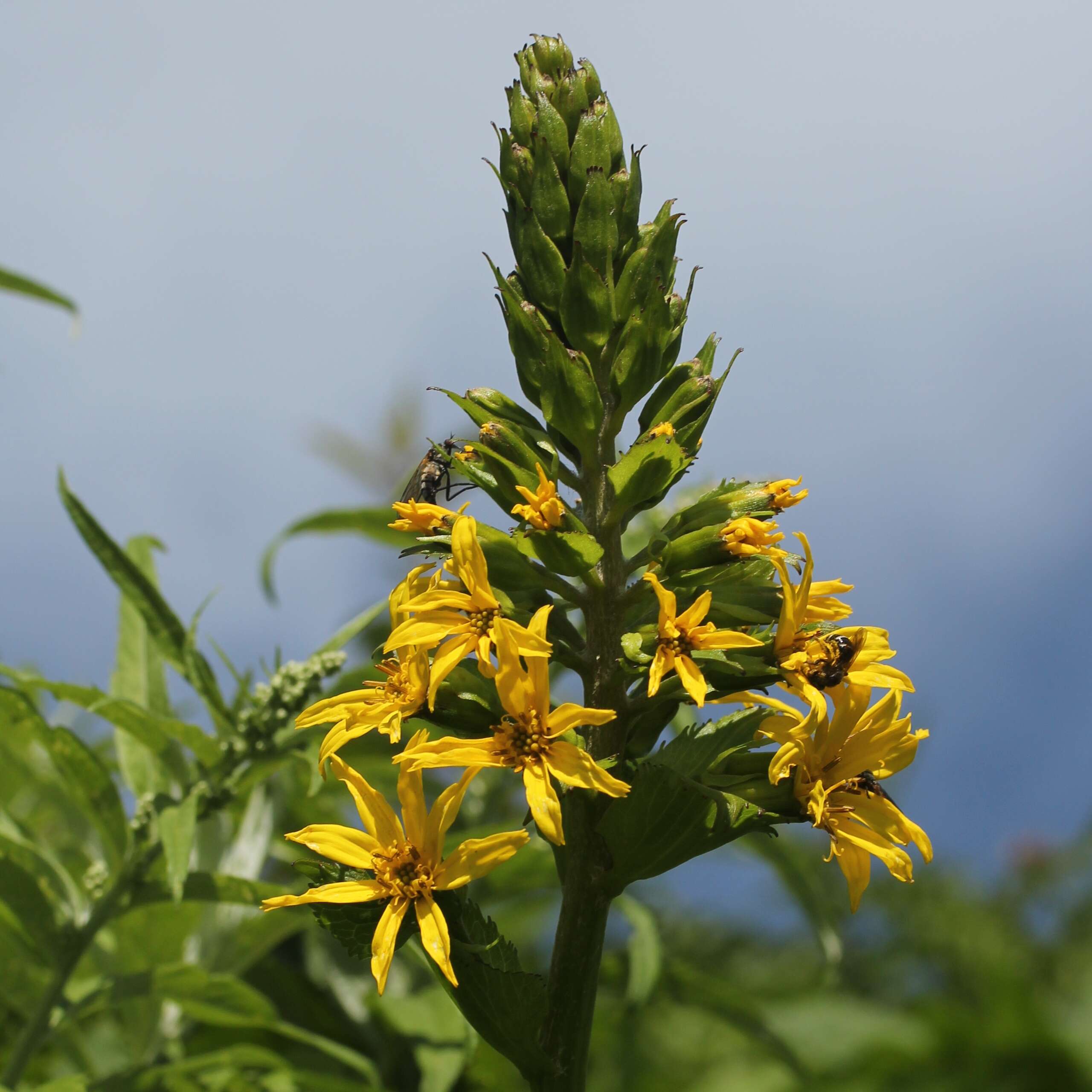 Image of Ligularia fischeri (Ledeb.) Turcz.