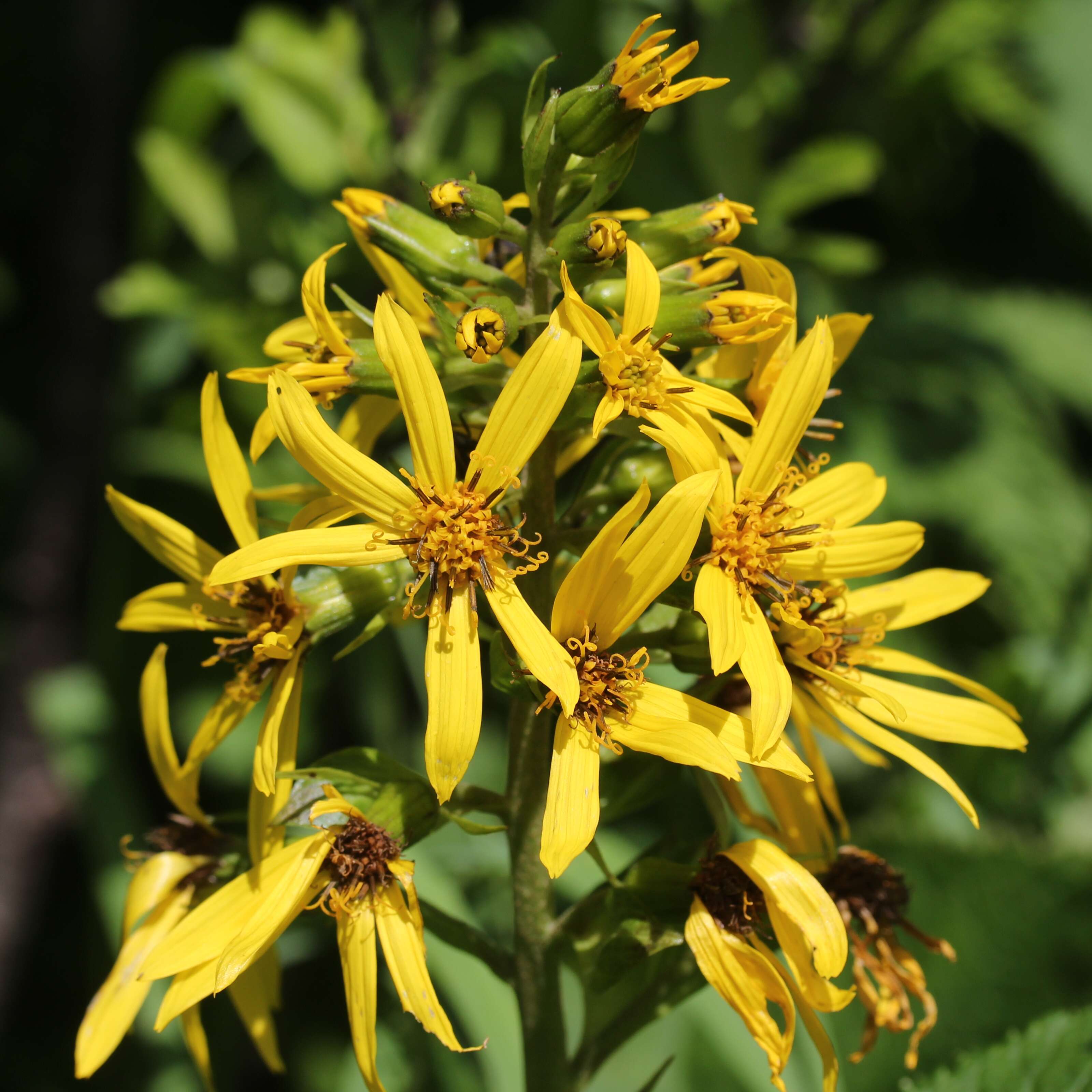 Image of Ligularia fischeri (Ledeb.) Turcz.