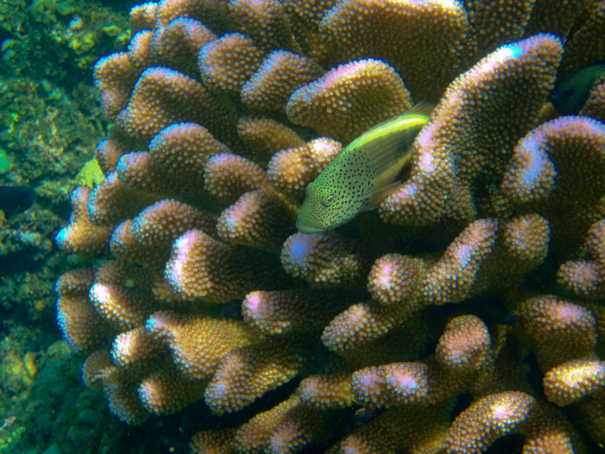 Image of Robust cactus coral