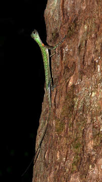 Image of Blanfords Flying Lizard