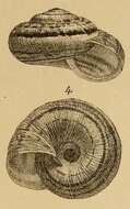 Image of Xerosecta cespitum (Draparnaud 1801)