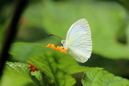 صورة Eurema albula (Cramer (1775))