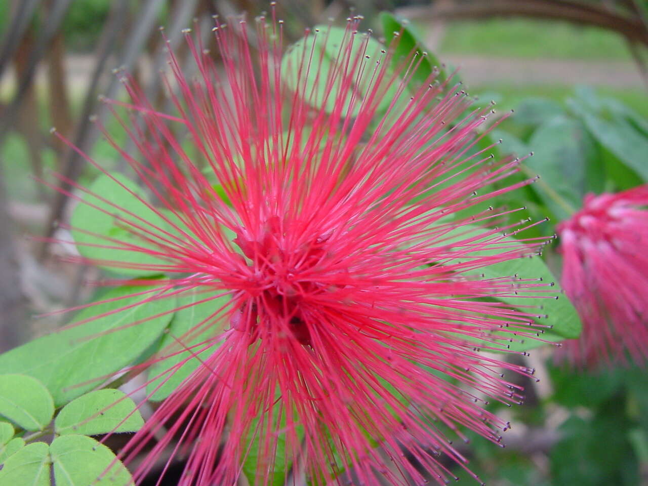 Imagem de Calliandra tergemina (L.) Benth.