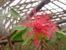 Imagem de Calliandra tergemina (L.) Benth.