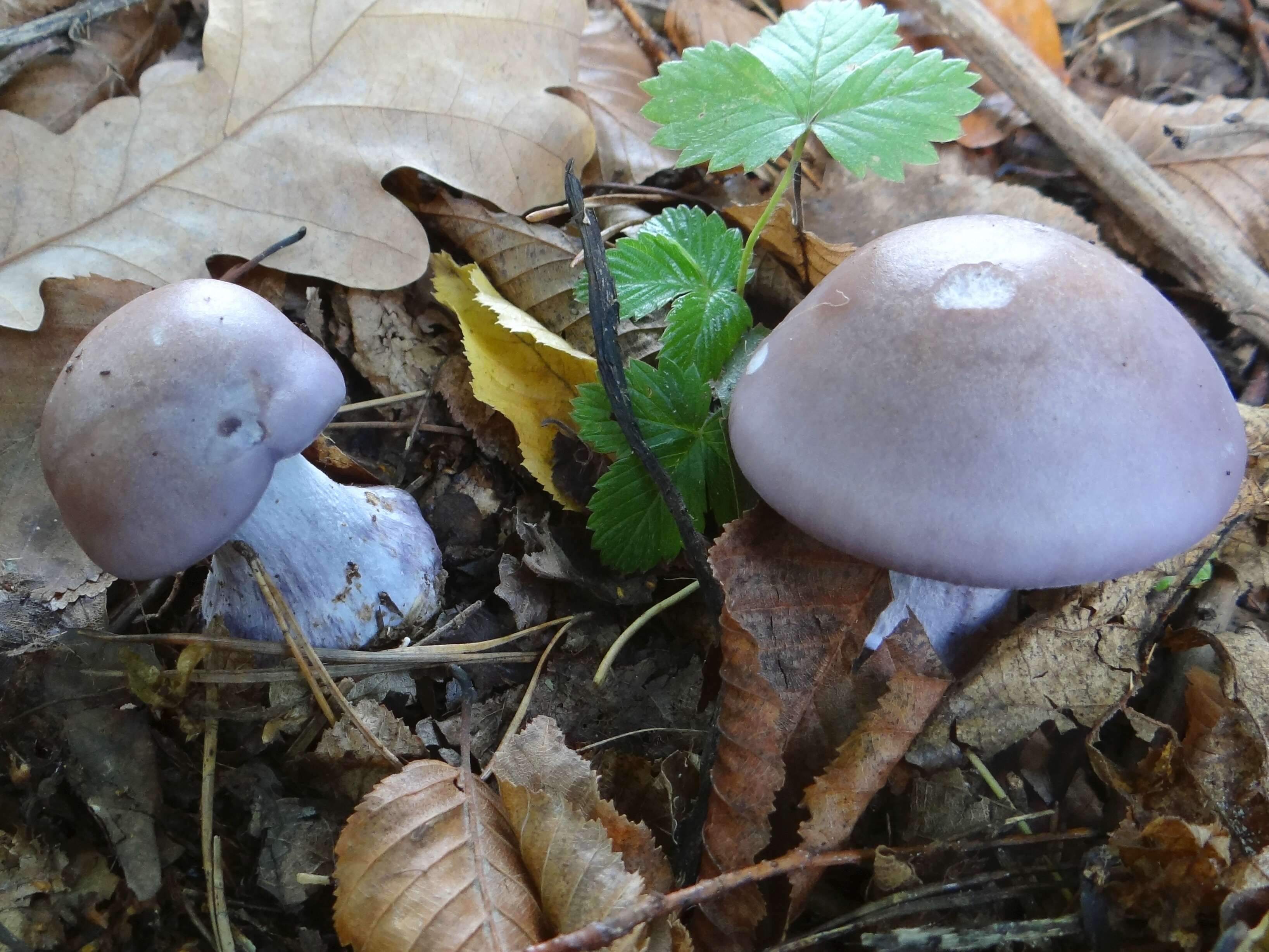 Image de Tricholome Pied bleu