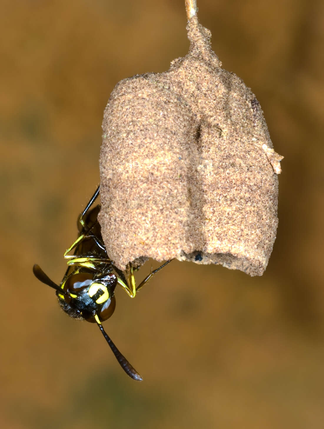 Image of Parischnogaster striatula (Buysson 1905)