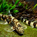 Image of Hainan sucker-belly loach