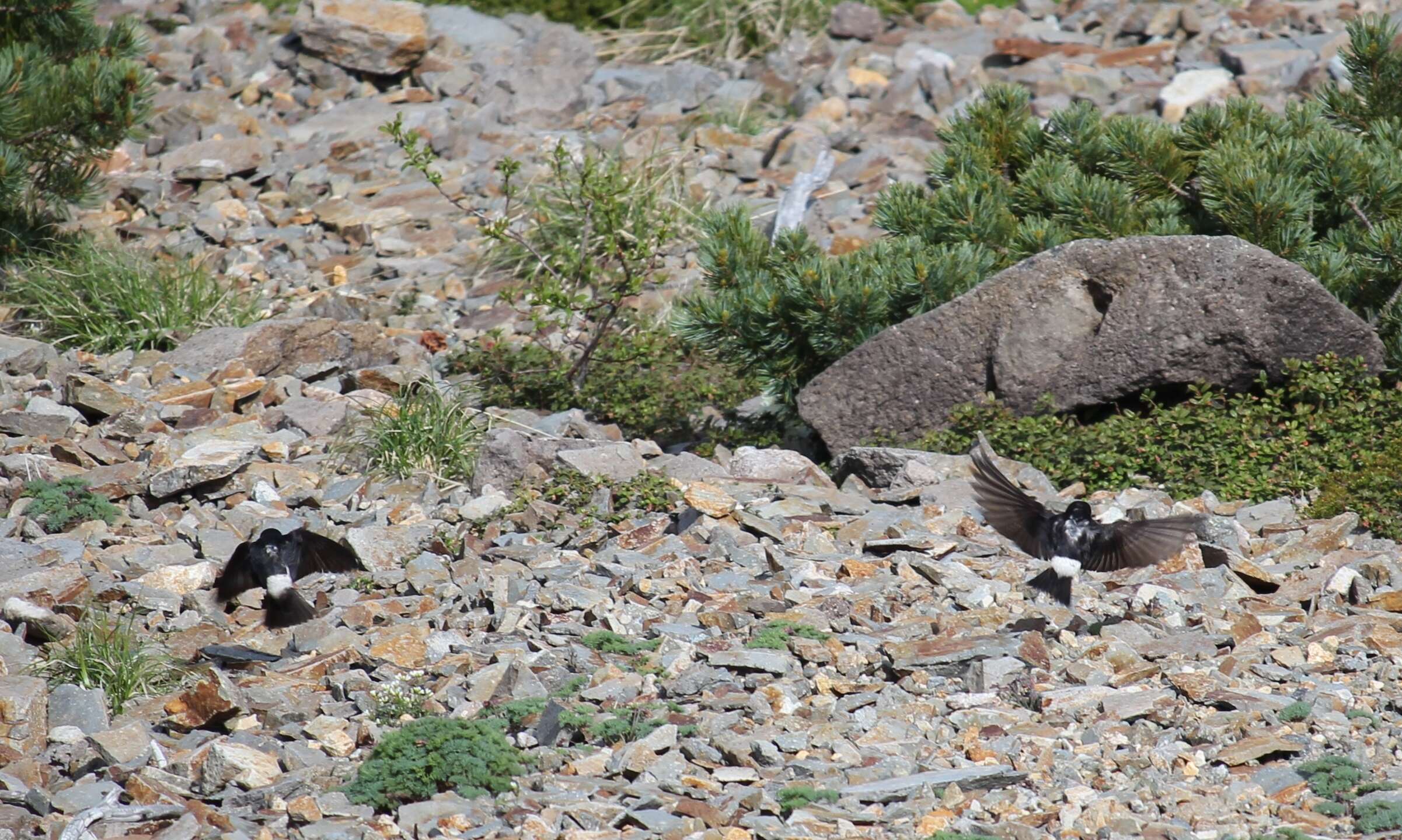 Image of Asian House Martin