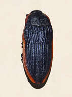 Imagem de Temognatha grandis (Donovan 1805)