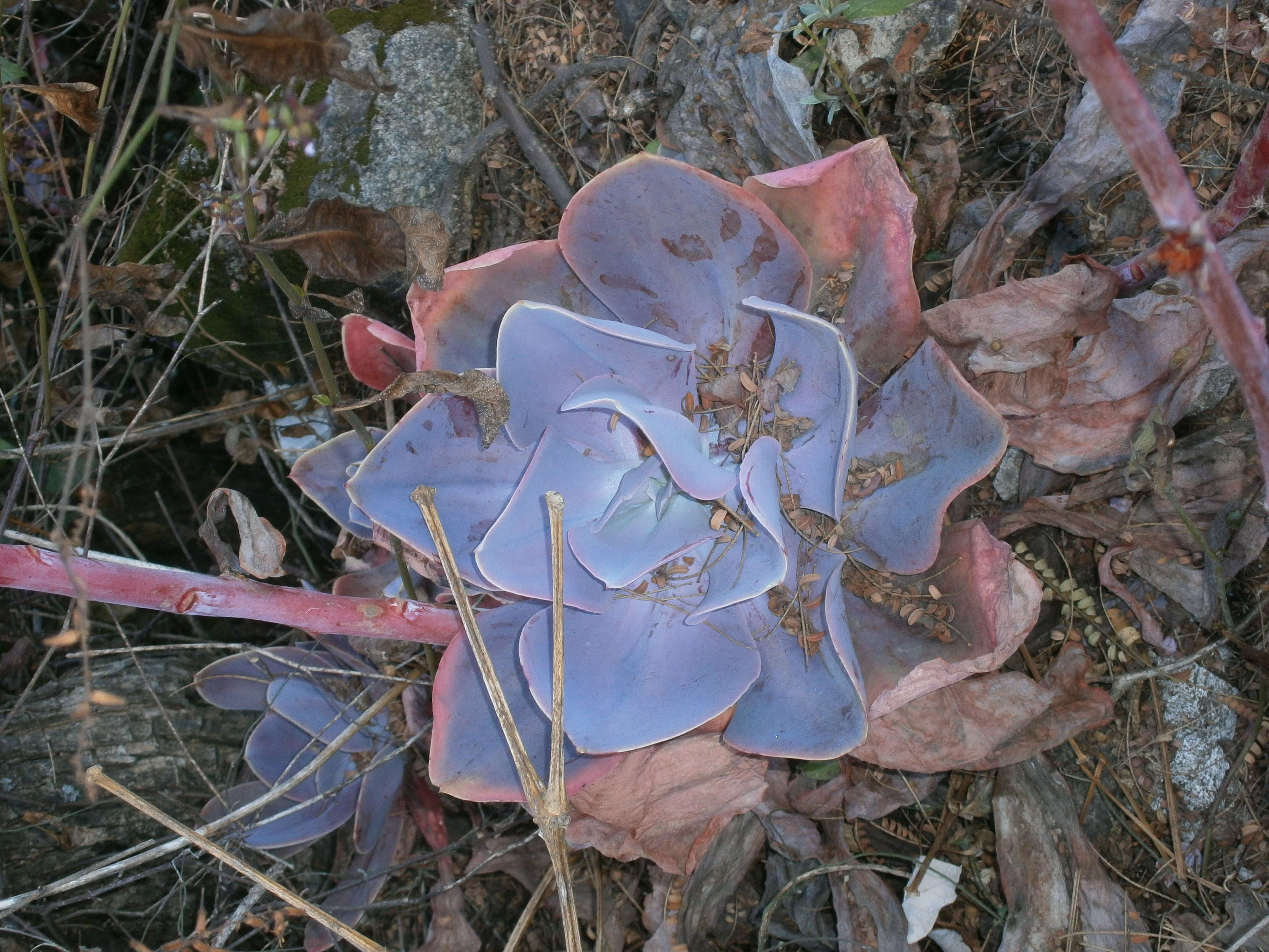 Plancia ëd Echeveria gibbiflora DC.