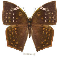 Imagem de Discophora sondaica Boisduval 1836