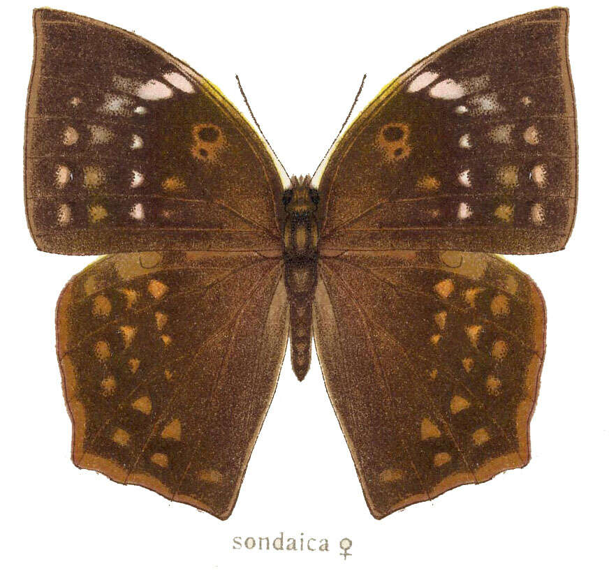 Imagem de Discophora sondaica Boisduval 1836