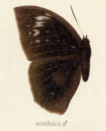 Слика од Discophora sondaica Boisduval 1836