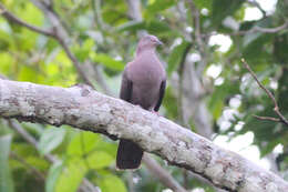 Image of Plumbeous Pigeon