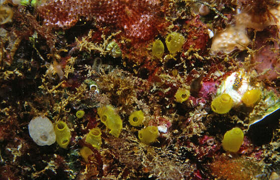 Image of white lace sponge