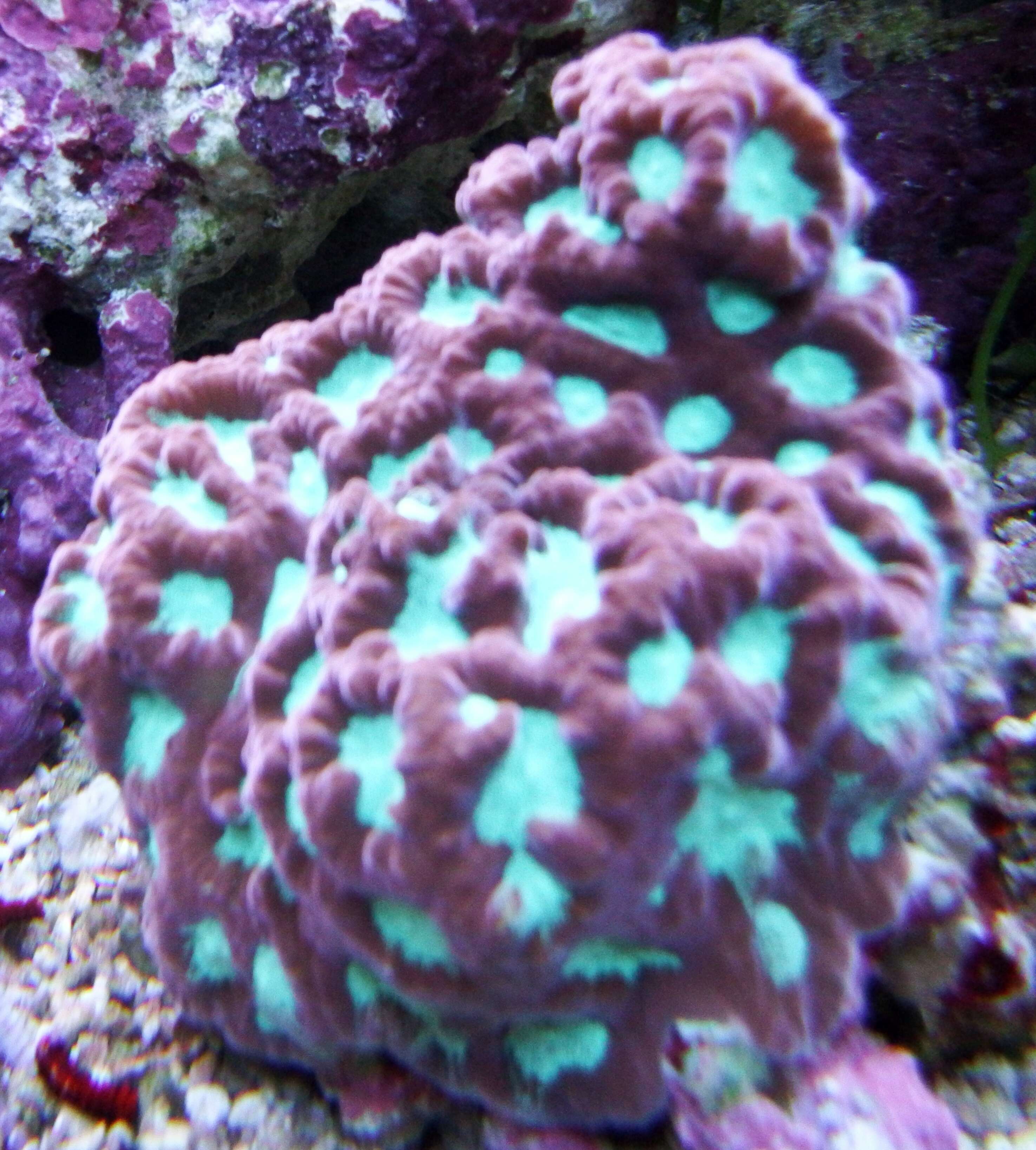 Image of Larger star coral
