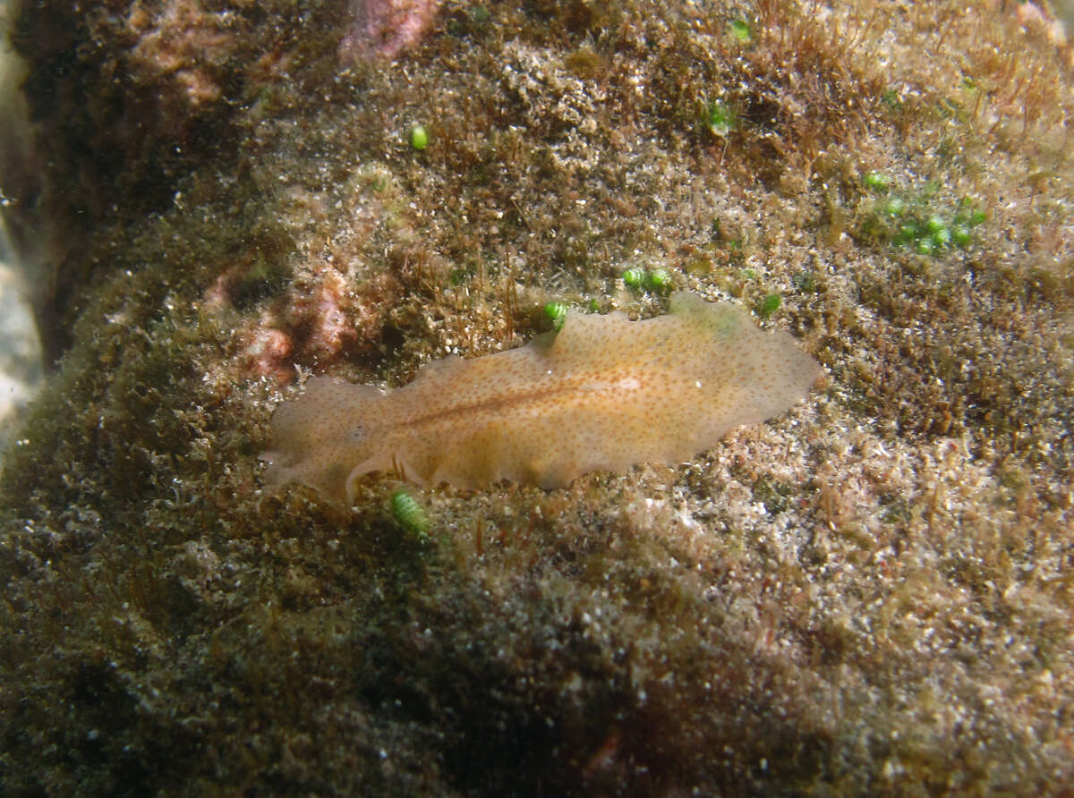 Image of Prosthiostomoidea