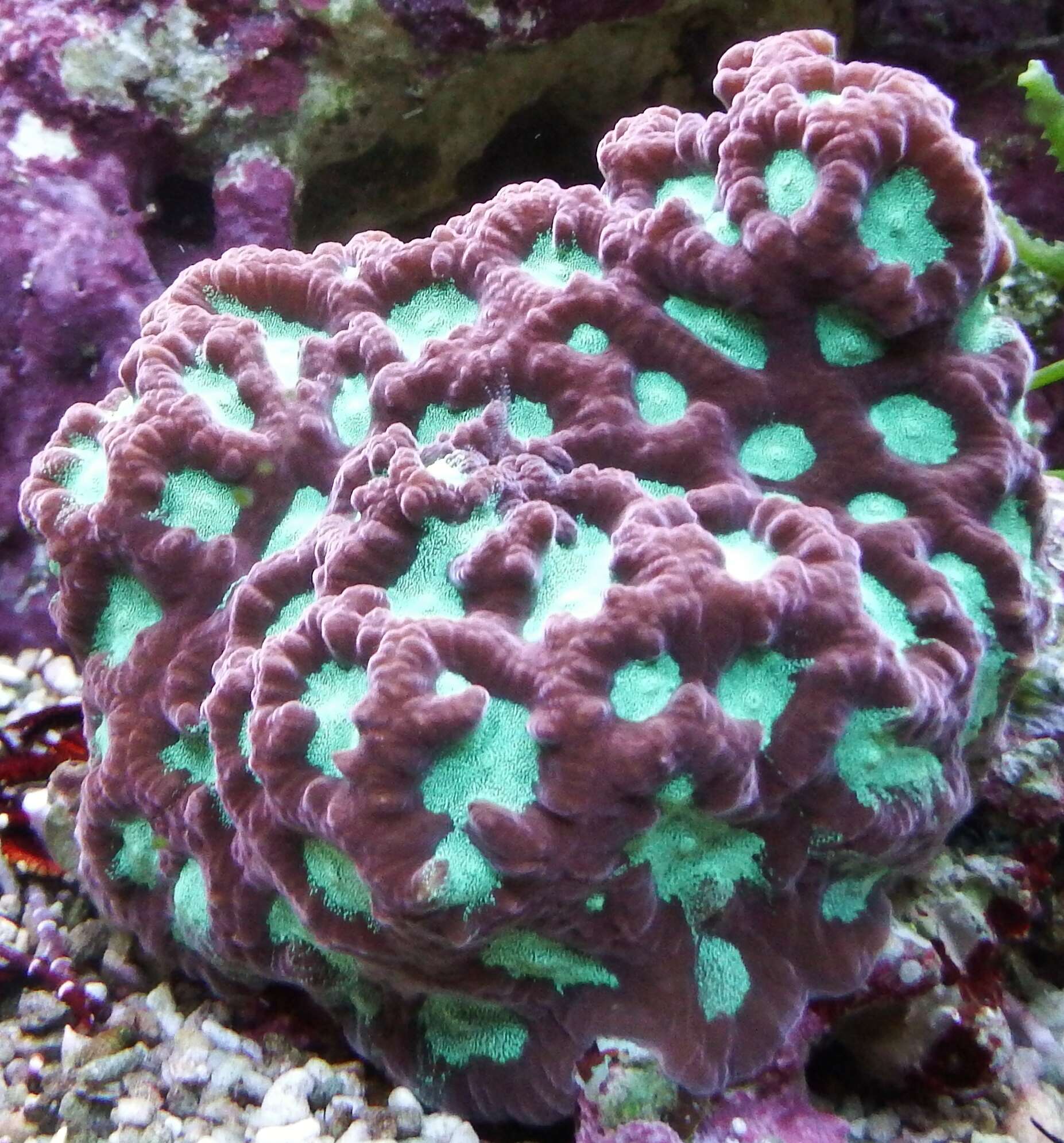 Image of Larger star coral