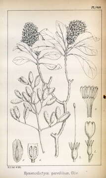 Image of Hymenodictyon parvifolium Oliv.