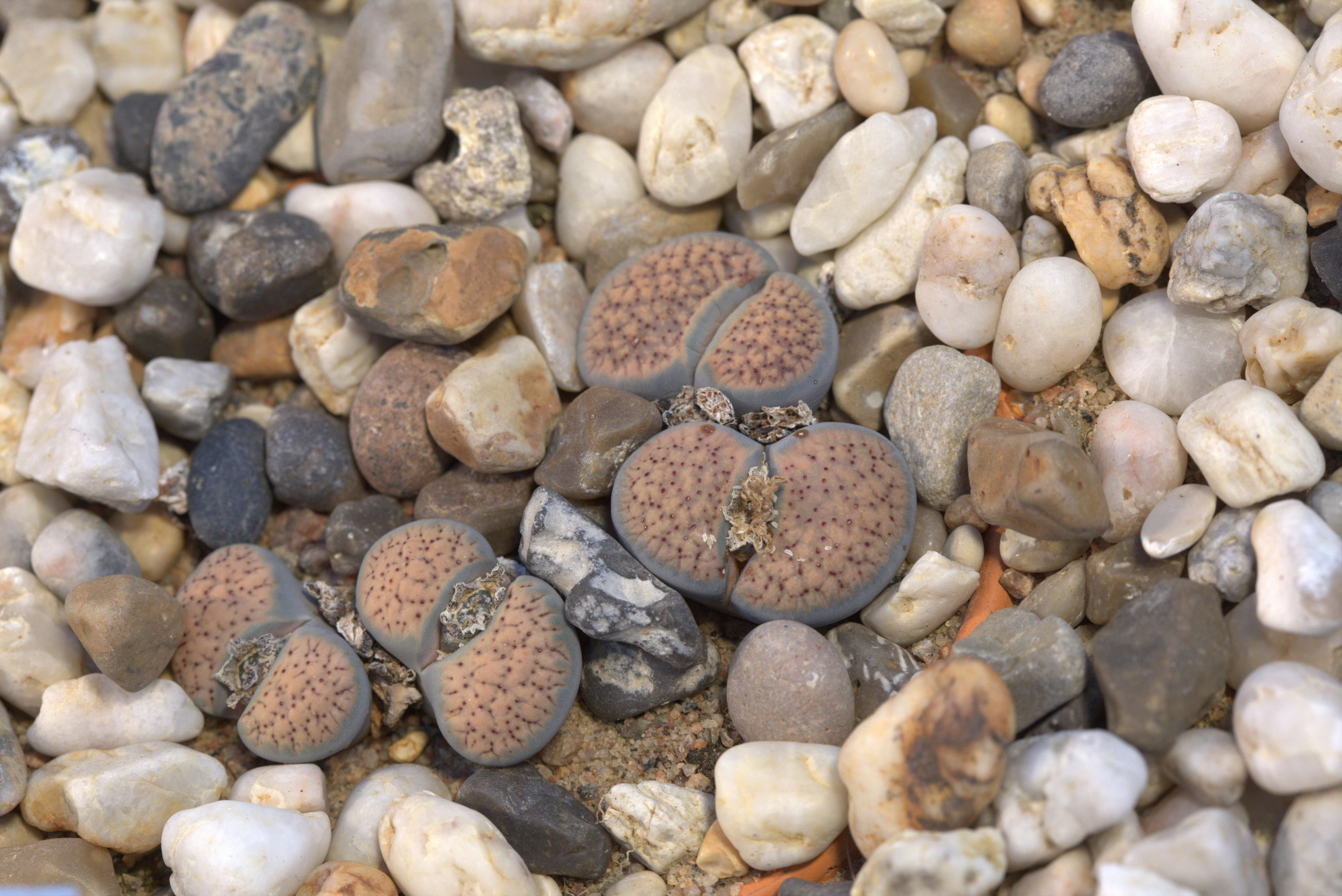 Imagem de Lithops verruculosa Nel